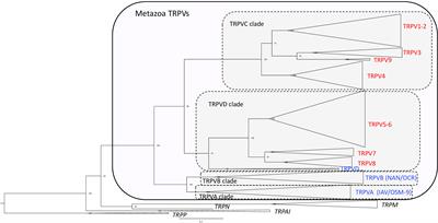 Dynamic evolution of transient receptor potential vanilloid (TRPV) ion channel family with numerous gene duplications and losses